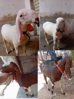 larkana gulabi bumba or tapri mundi Madi  for sale
