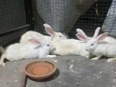 pure red eyes rabbits 1 male 3 femalepair available