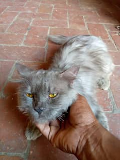 Persian cat Gray colour