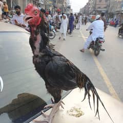 aseel 3 birds for sale 1 male 2 female