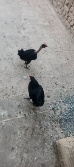 Aseel r Golden Hens