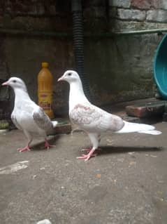 Sherazi white pair