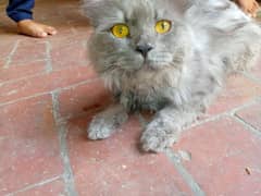 persian cat for sale