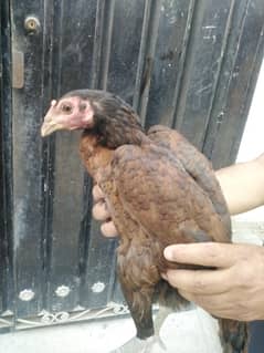 aseel female for sale