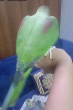 kashmiri raw