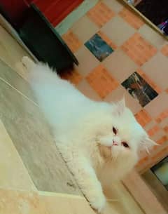 American and Persian heavy body beautiful cat