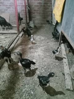 aseel thai impoted pure 2 month chicks