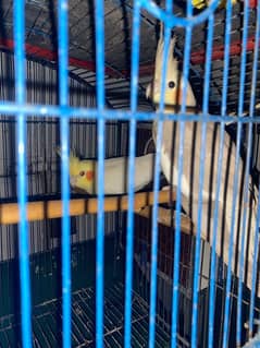 cocktail breeder pair
