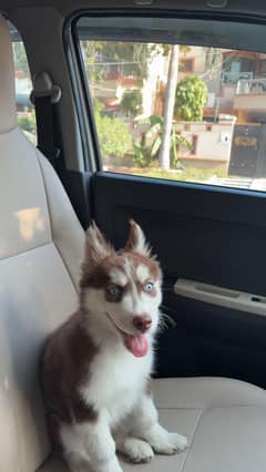 hasky dog