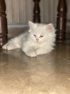 persian