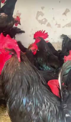Astrolop Hens