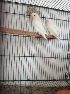 Breeder