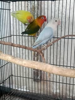 love bird ( 2 males one female)