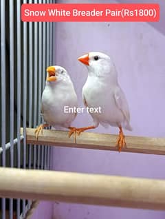 Zebra Finches Snow White Pairs & Java for Salr