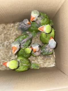 green parrot Chicks