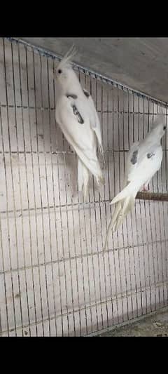 Eno V. pide 2 Male