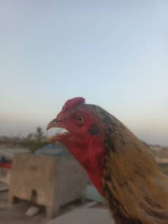 Aseel shajra