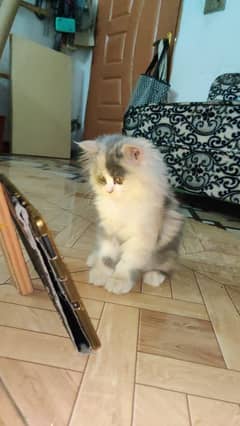 Persian cat