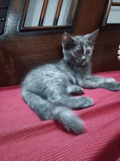 baby kitten