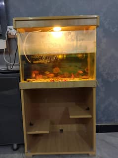 fish