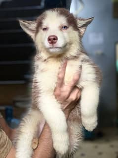 Siberian husky