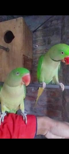 raw tame breeder pair talk Allah hu