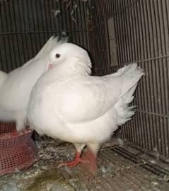 Fancy pigeons | Jacobin | German | frill back | nun | danish | king