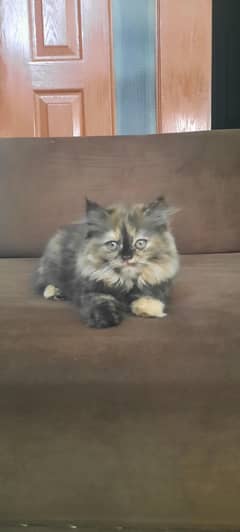 Grey Persian Kitten | Triple Coated