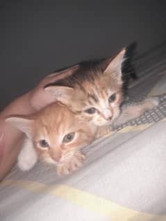 Persian female kitten