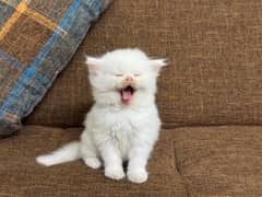 Male Kittens For Sale