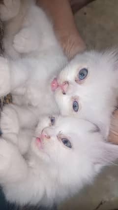 Persian kittens