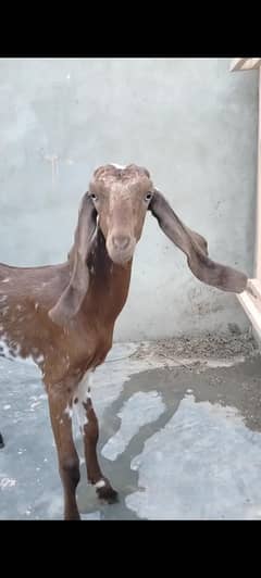 beetal