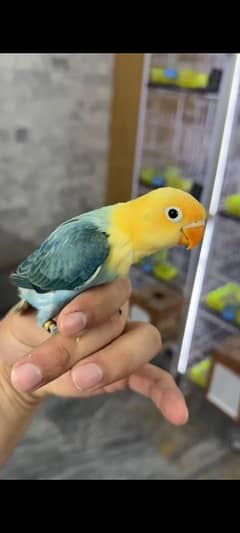 love bird parblue and others