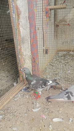 recer pigeon