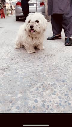 Maltese
