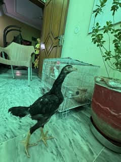 3 months age pure shamo quality bird