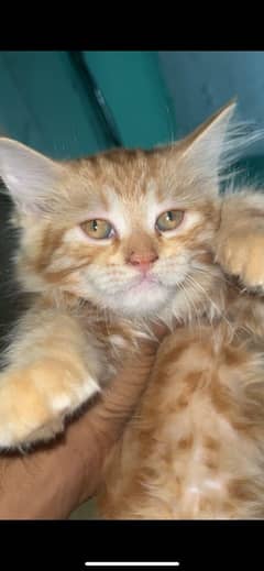 Persian kittens for sale