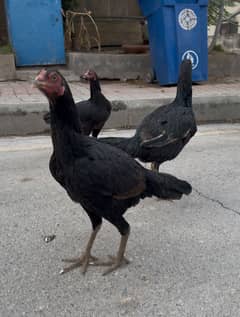 Aseel females
