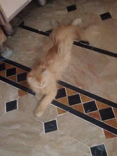 Punch Face Kittens with Mother for sale 03051141169 What's App