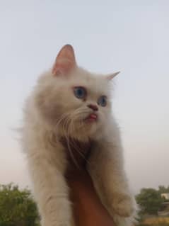 Punch Face Kittens with Mother for sale 03051141169 What's App