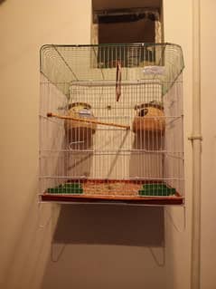 LOVEBIRDS & CAGE