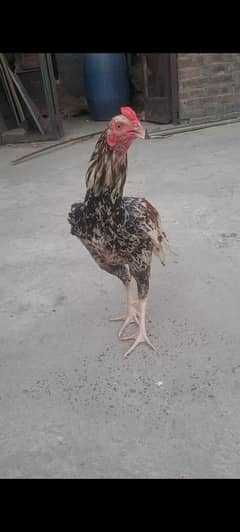 Aseel murga for sale
