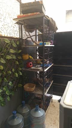 cage with birds for sale