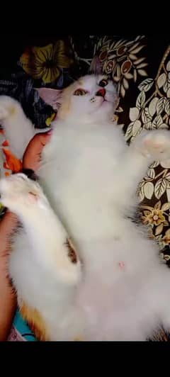 pregnant cat