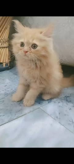 female kitten triple cotted for sale