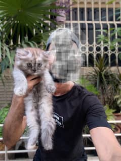 Persian Kitten