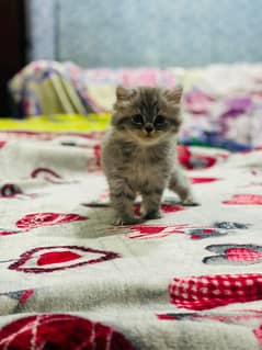 kitten for sale