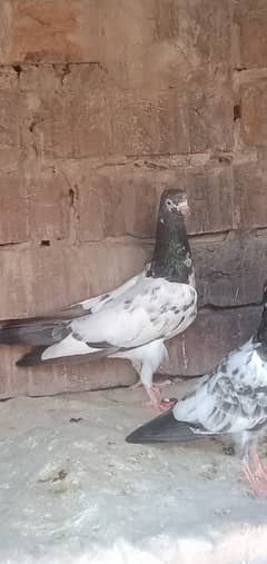 neela