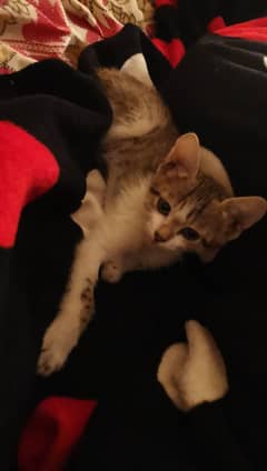 kitten