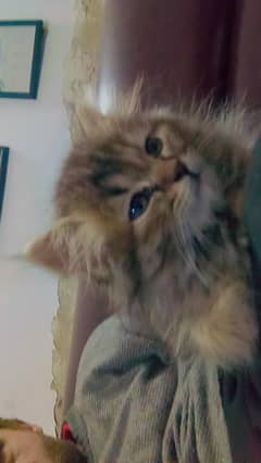 persian cat